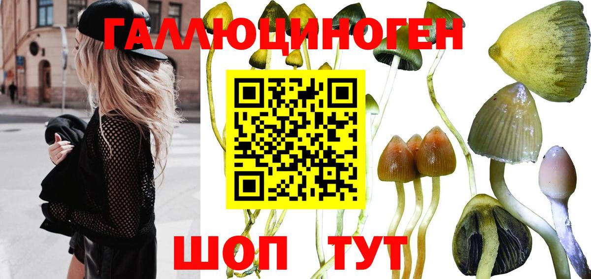 Галлюциногенные грибы Psilocybe Муром